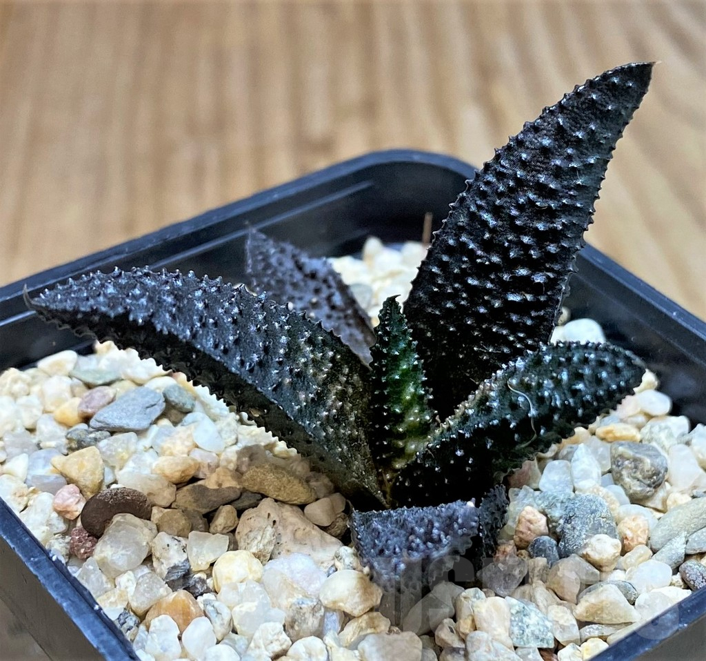 SH5245 Haworthia scabra hybrid - Imagen 2