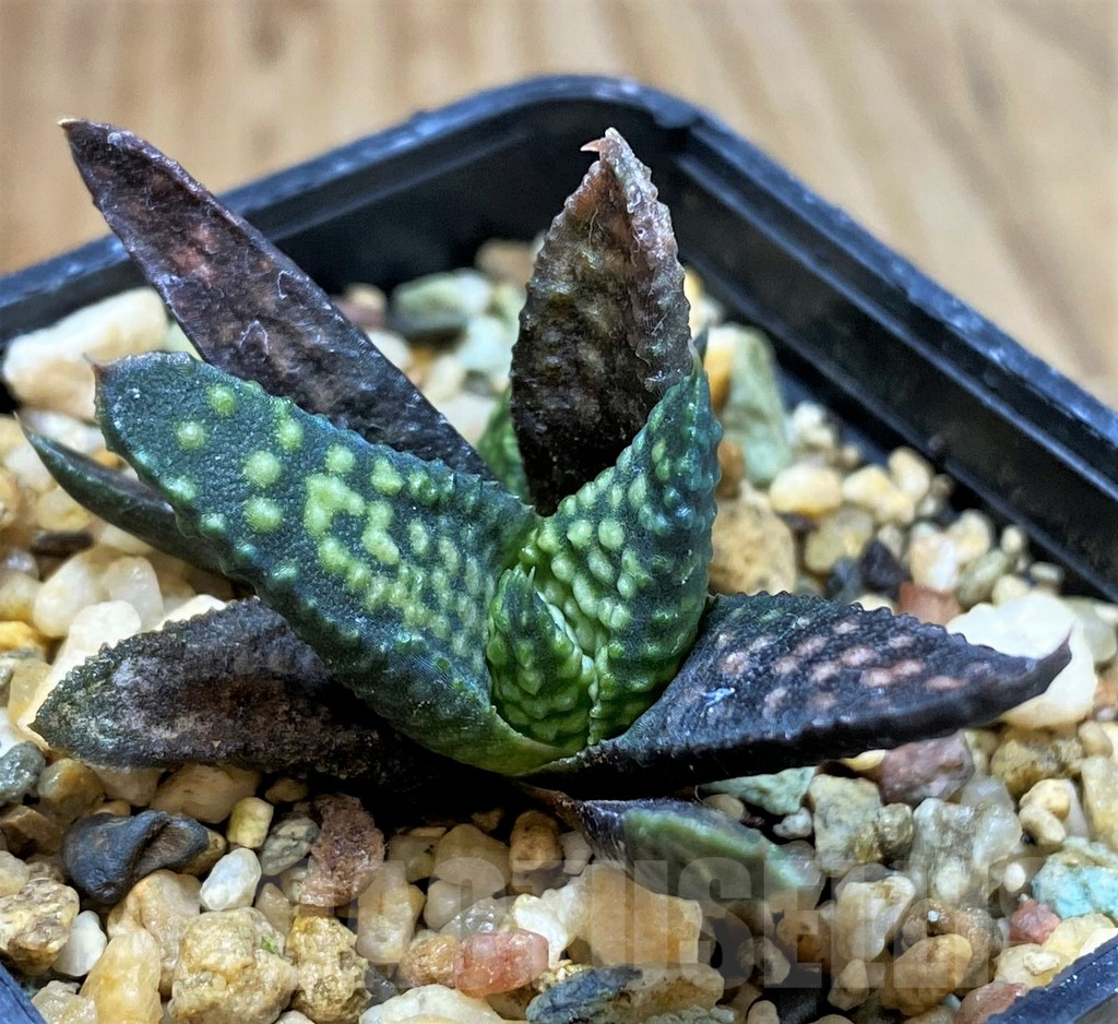 SH5246 Haworthia pumila x koelmaniorum