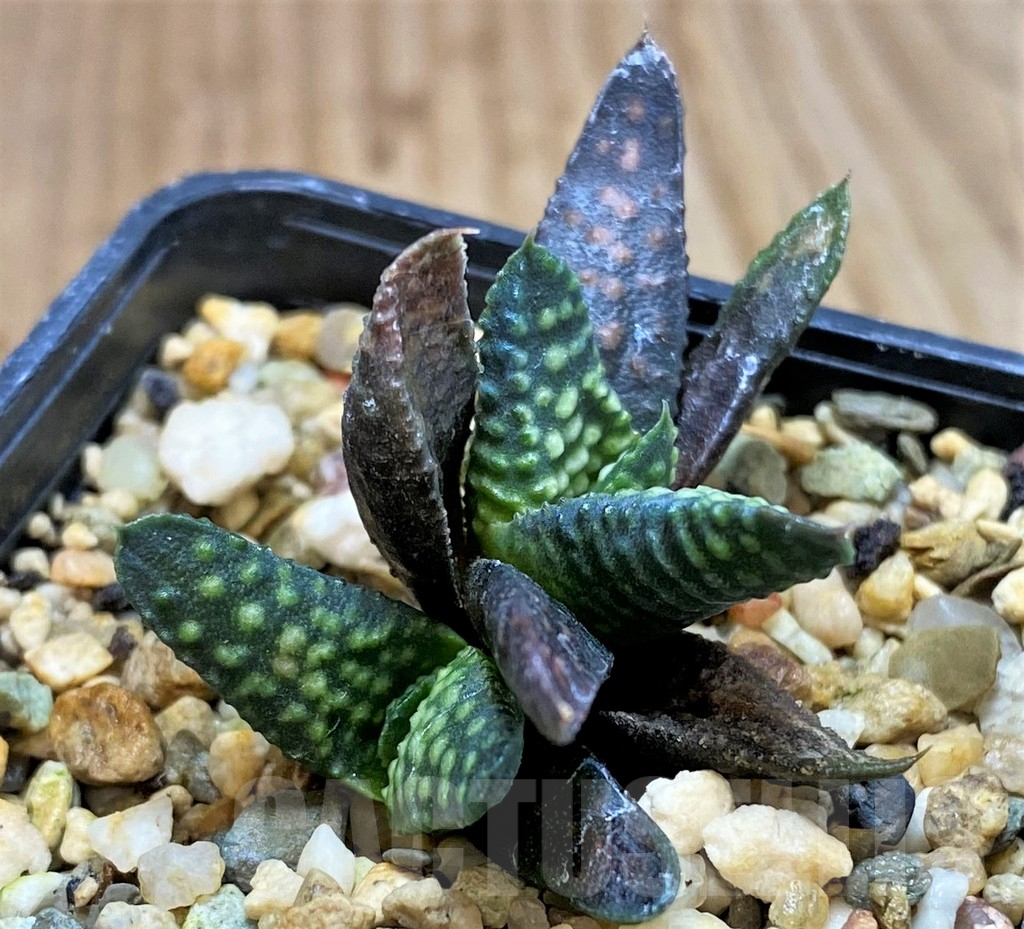 SH5246 Haworthia pumila x koelmaniorum - immagine 2