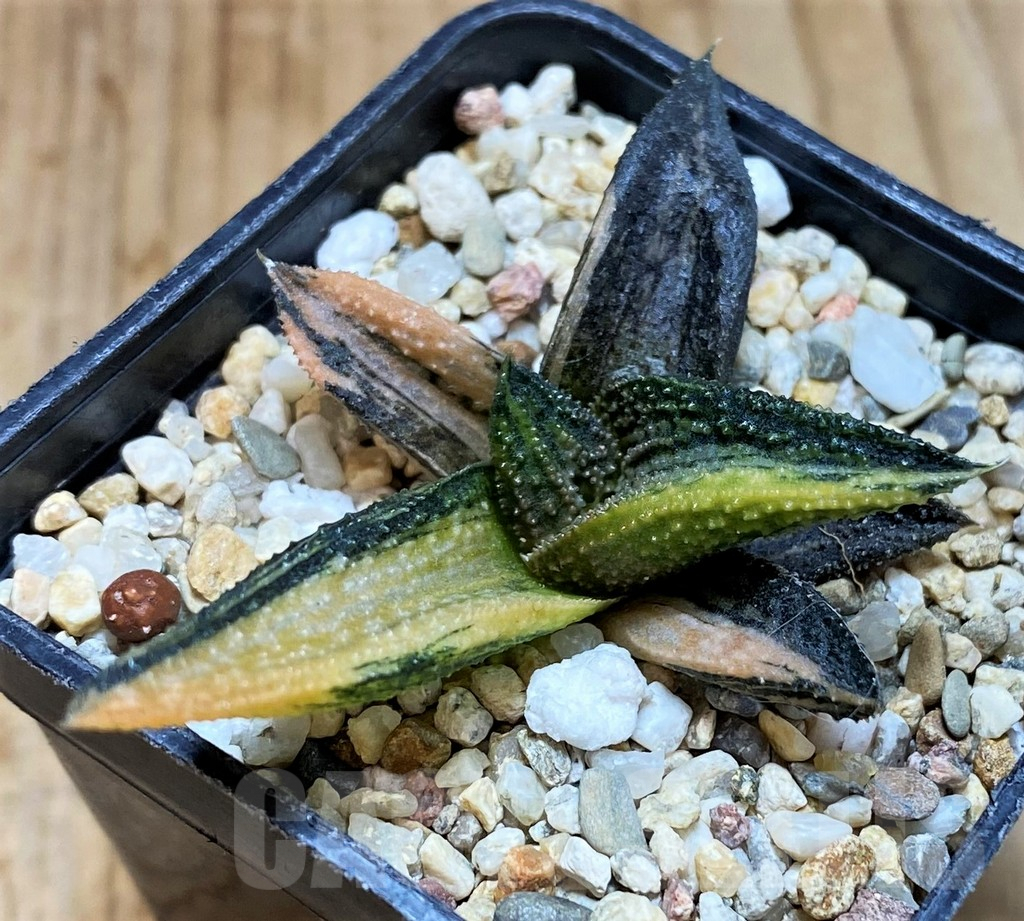 SH5247 Haworthia 'Kintaikyo' f. variegata - Image 2
