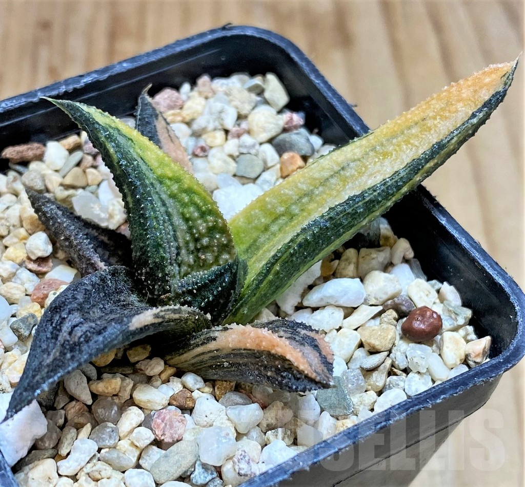 SH5247 Haworthia 'Kintaikyo' f. variegata