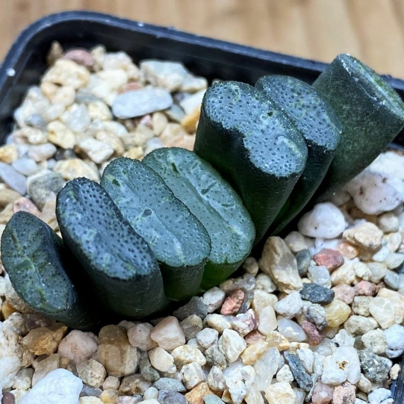 SH5238 Haworthia truncata -Japan-