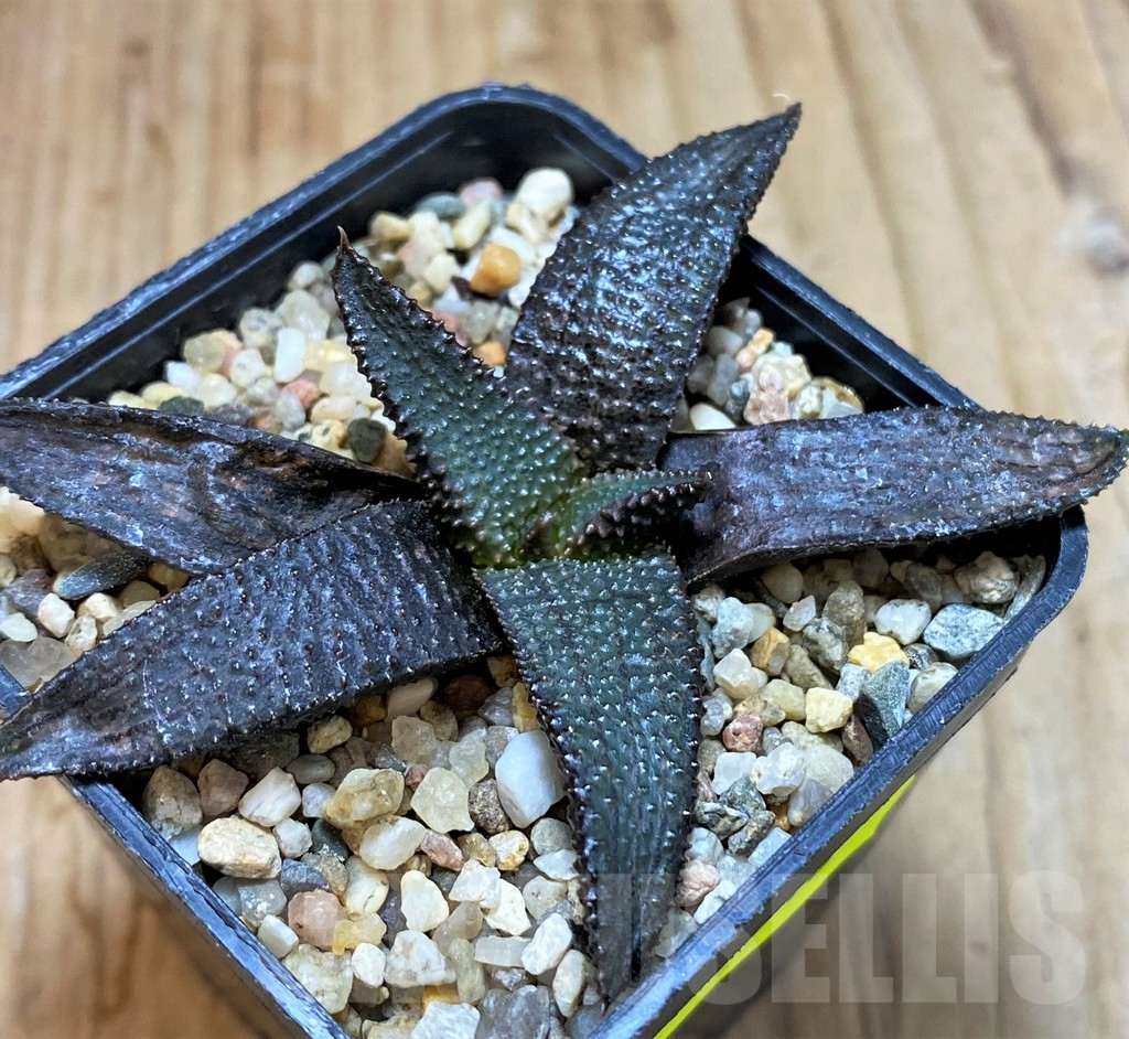 SH5248 Haworthia koelmaniorum