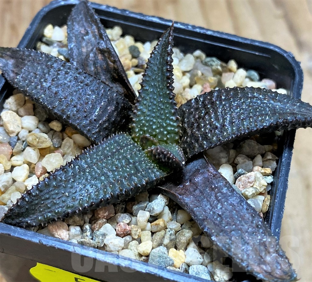 SH5248 Haworthia koelmaniorum - Image 2