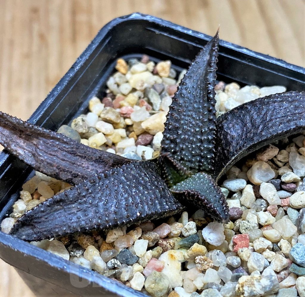 SH5249 Haworthia koelmaniorum - Image 2