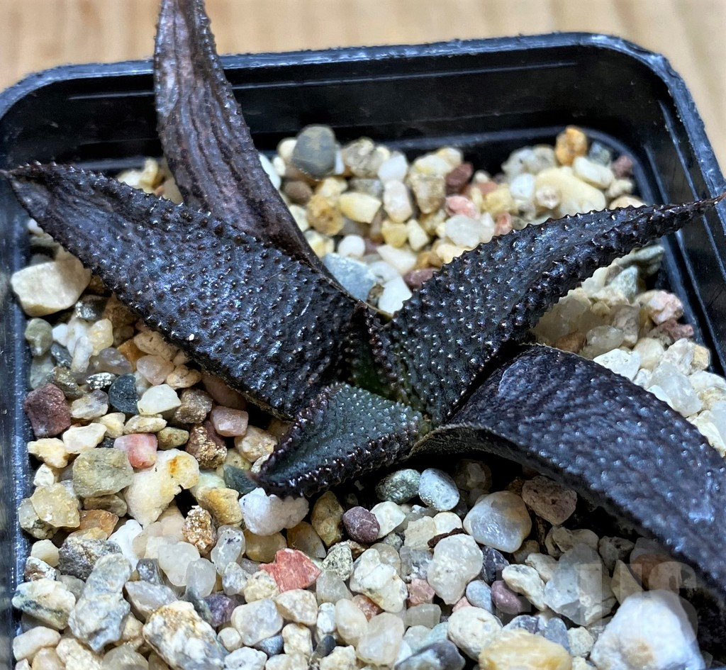 SH5249 Haworthia koelmaniorum