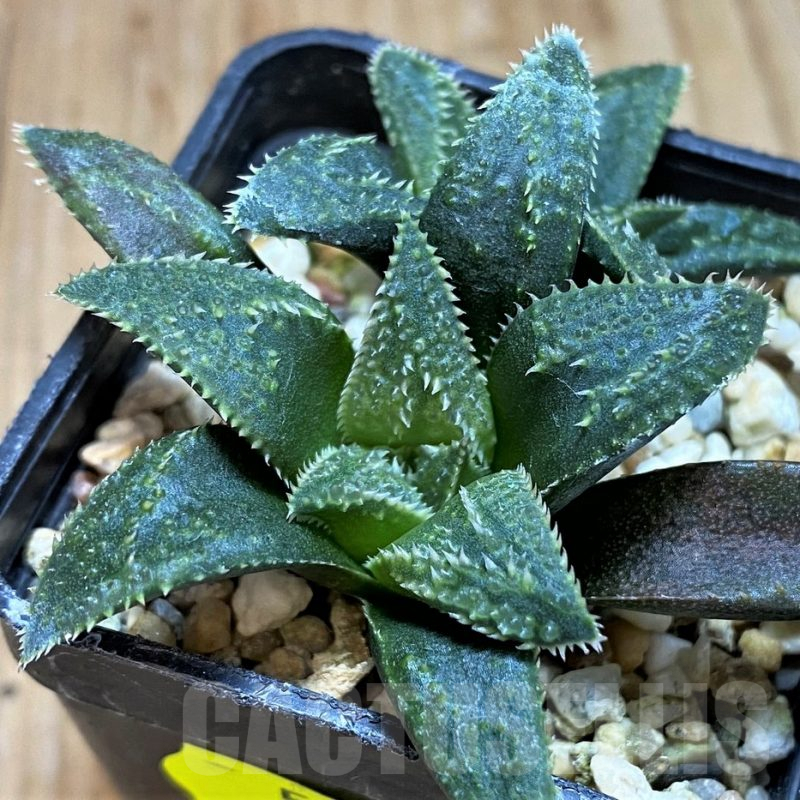 SH5252 Haworthia parksiana hybrid