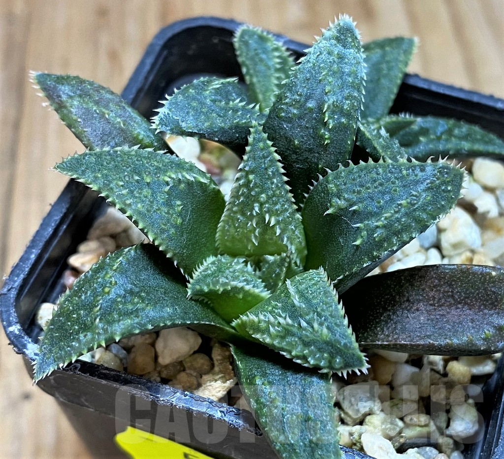SH5252 Haworthia parksiana hybrid