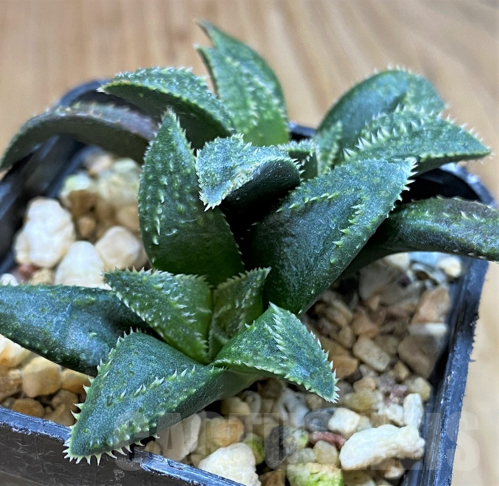 SH5252 Haworthia parksiana hybrid - Imagen 2