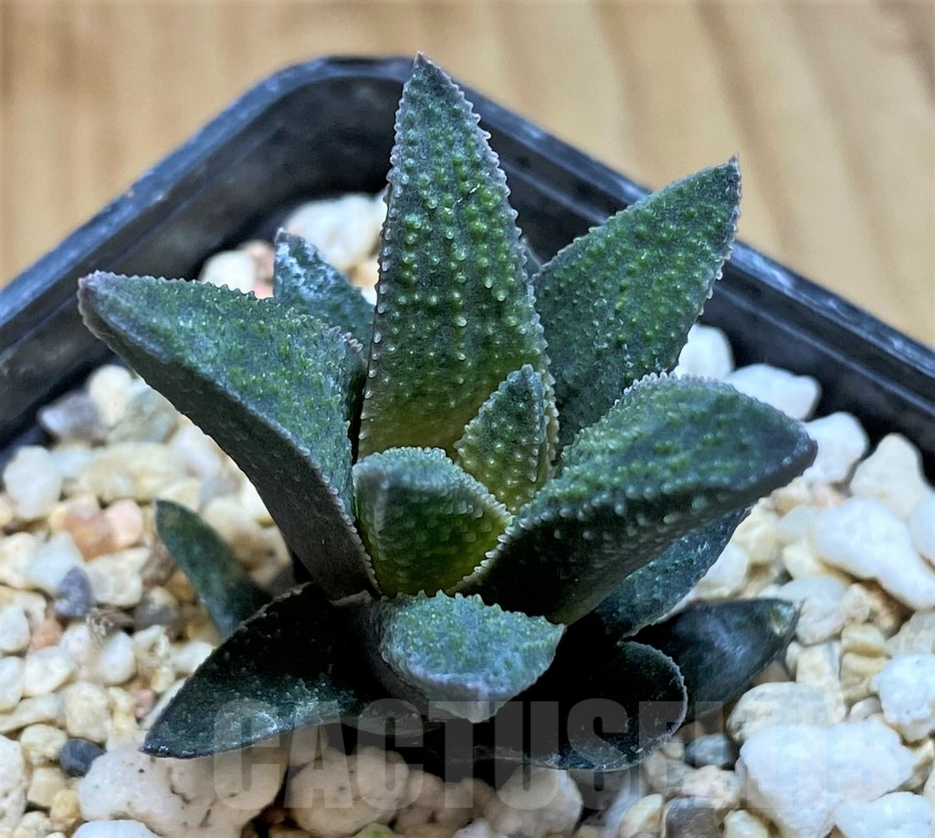 SH5253 Haworthia pygmaea x scabra
