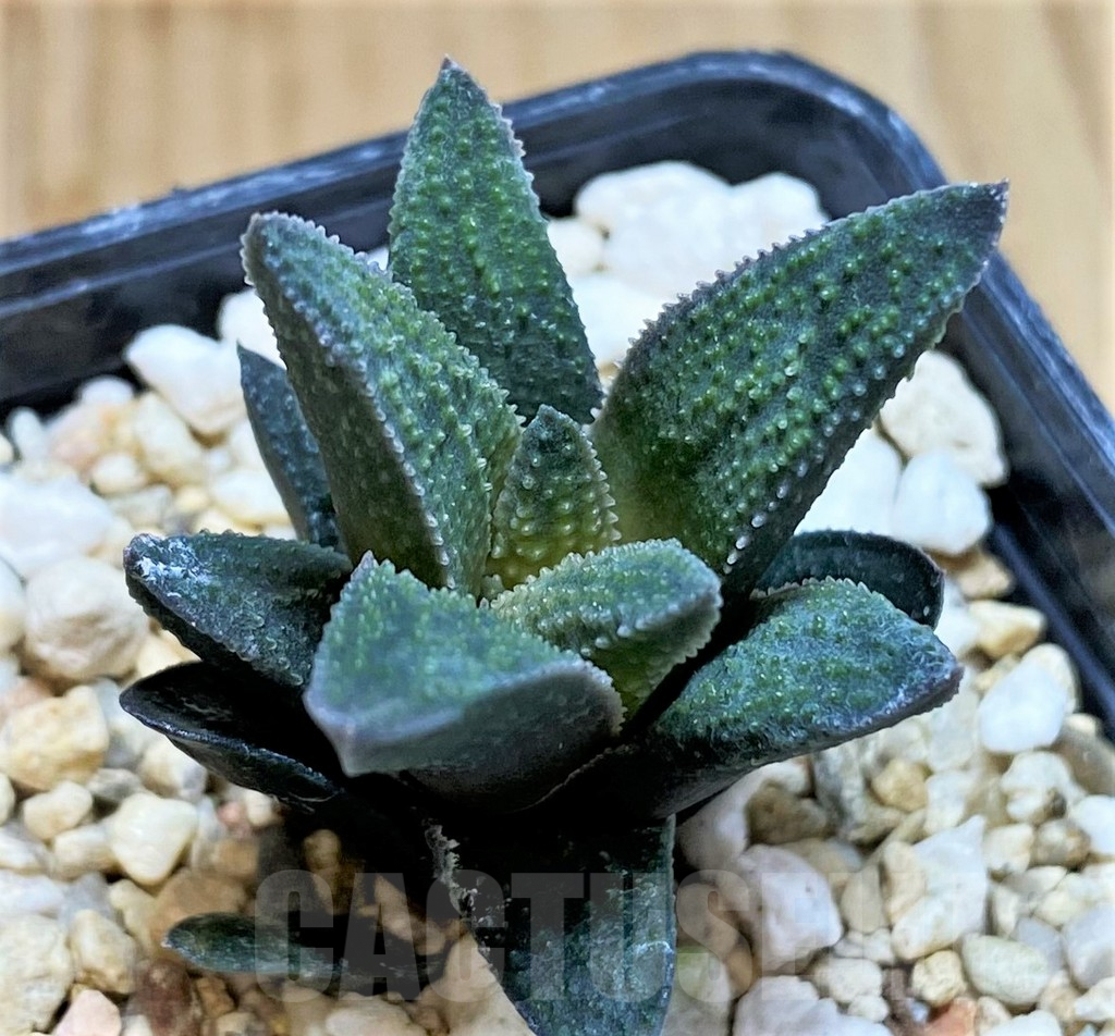 SH5253 Haworthia pygmaea x scabra - Image 2