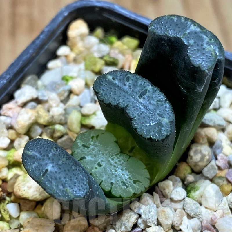 SH5254 Haworthia truncata -Japan-