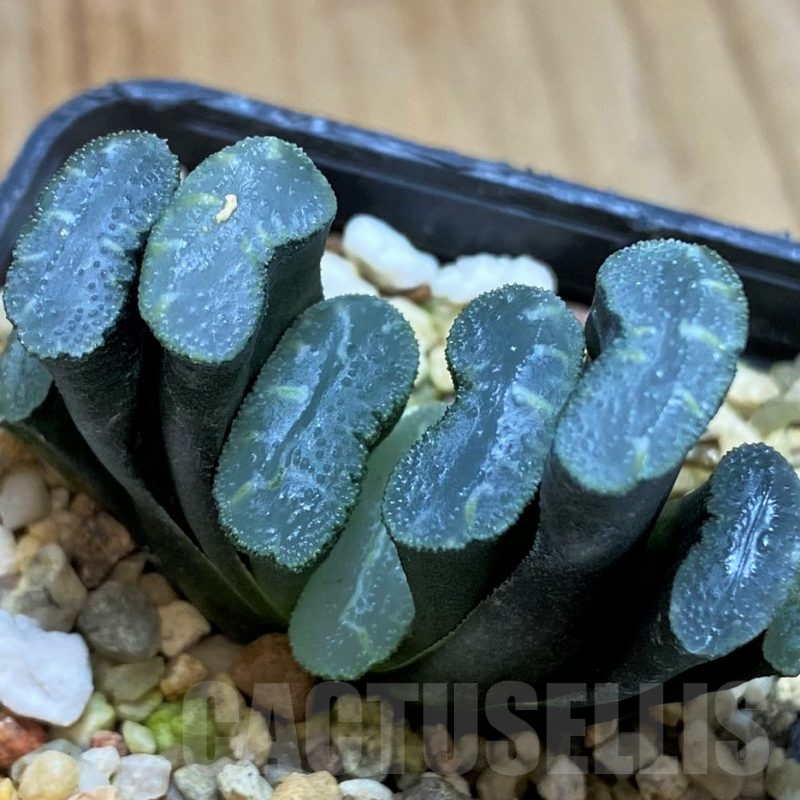 SH5255 Haworthia truncata -Japan-