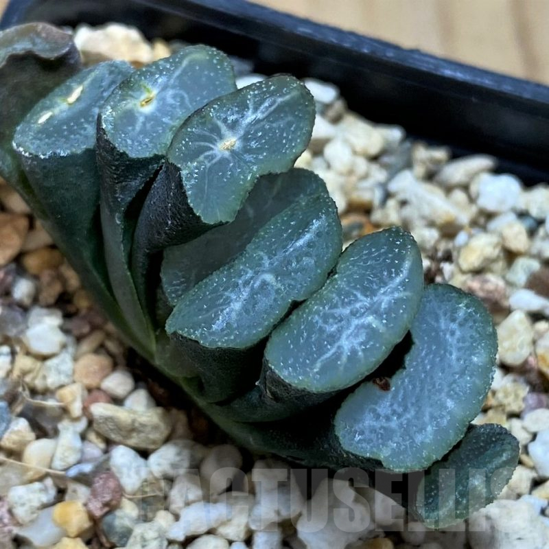 SH5256 Haworthia truncata -Japan-