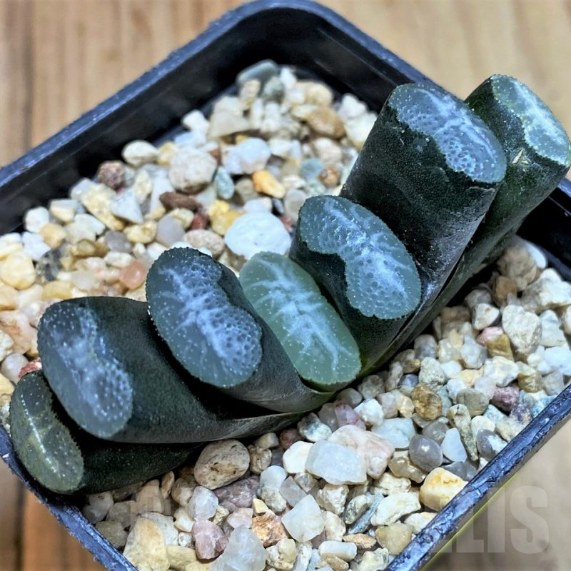SH5257 Haworthia truncata -Japan-