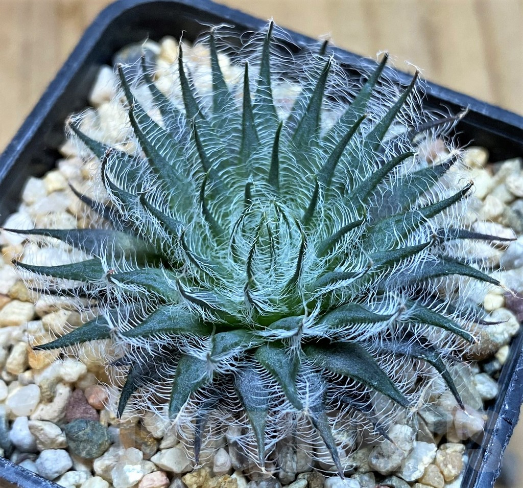 SH5260 Haworthia odetta
