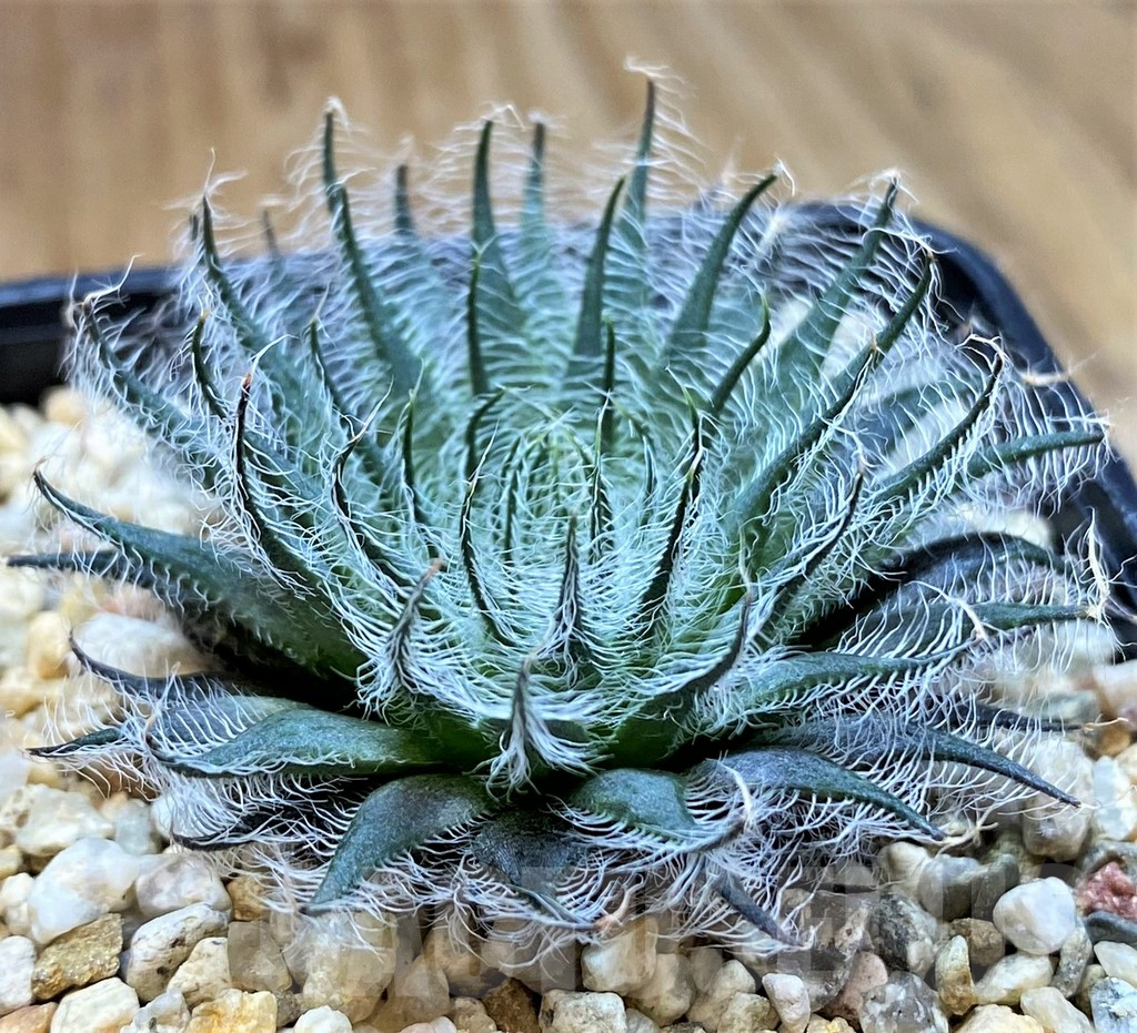 SH5260 Haworthia odetta - Image 2
