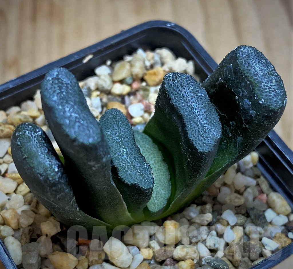 SH5266 Haworthia truncata - Image 2