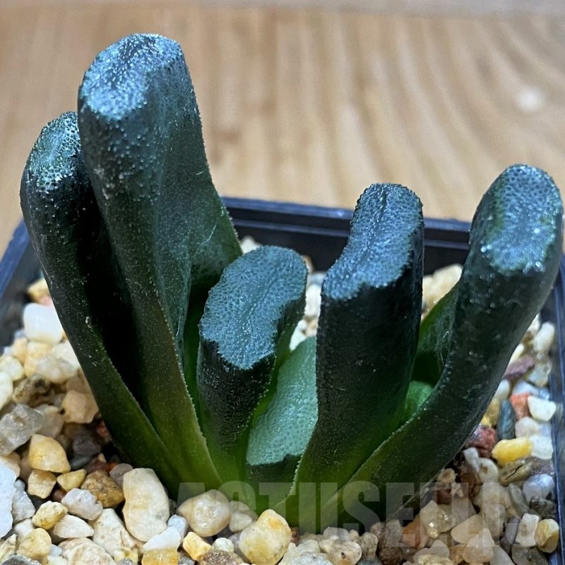 SH5266 Haworthia truncata