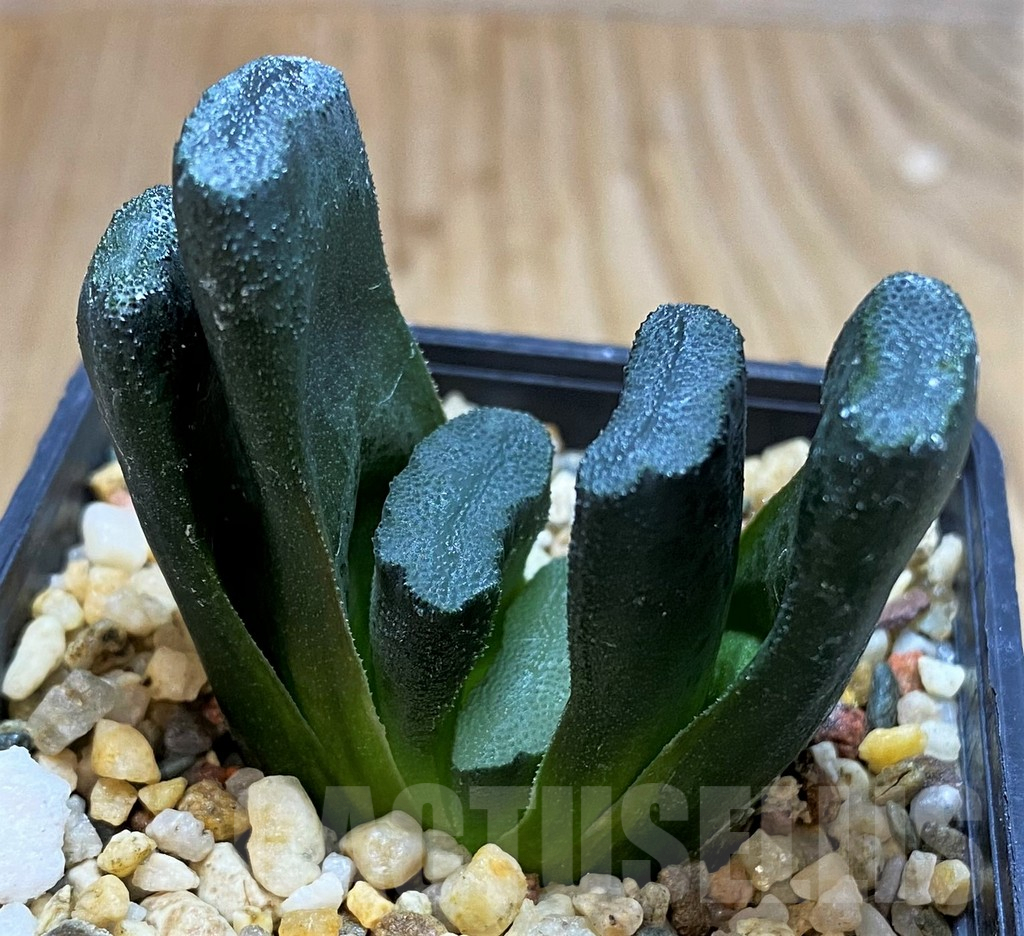 SH5266 Haworthia truncata