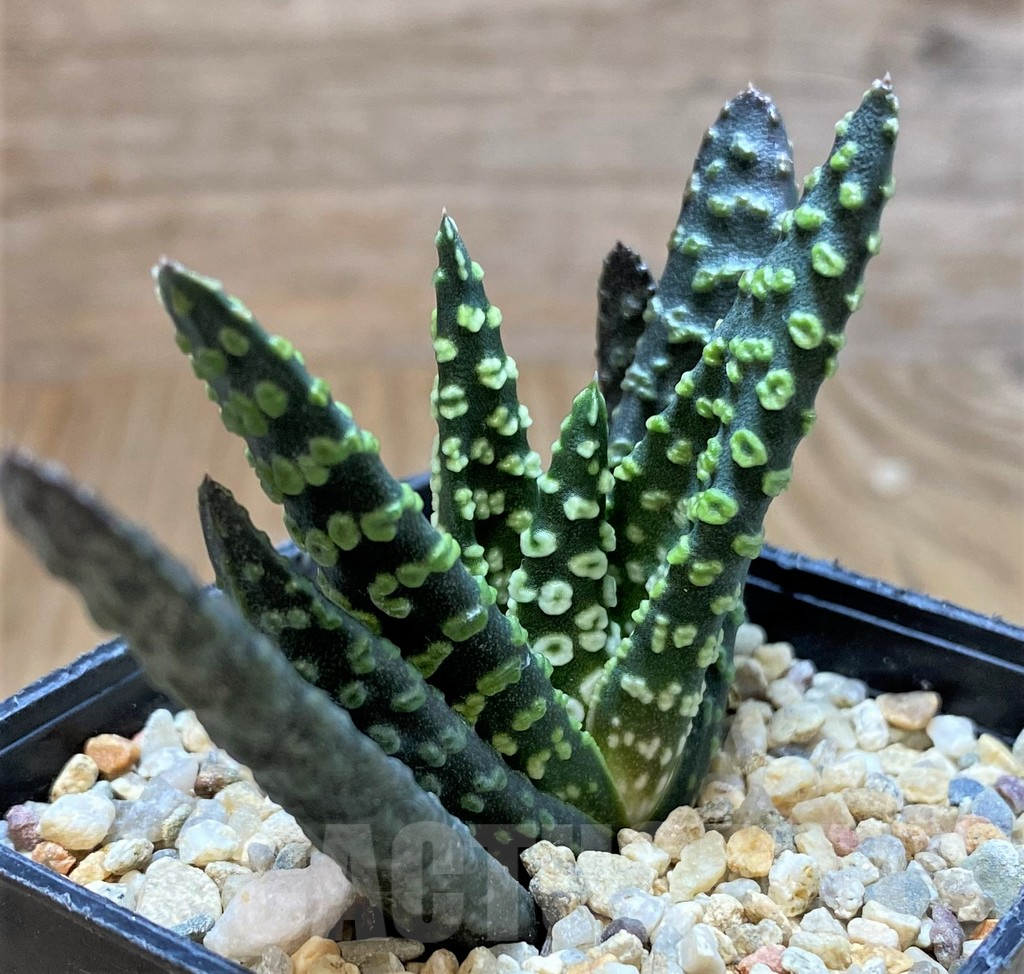 SH5267 Haworthia pumila 'Donut' -Japan-