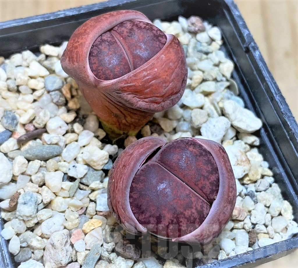 SH5268 Lithops lesliei 'Fred´s Redhead'