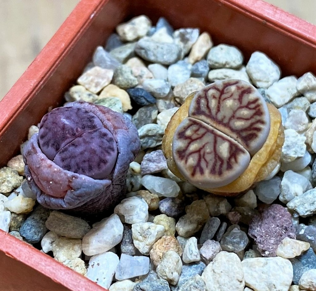 SH5378 Lithops julii 'Kikushogyoku', Lithops salicola ‘Sato’s Violet’ hybrid