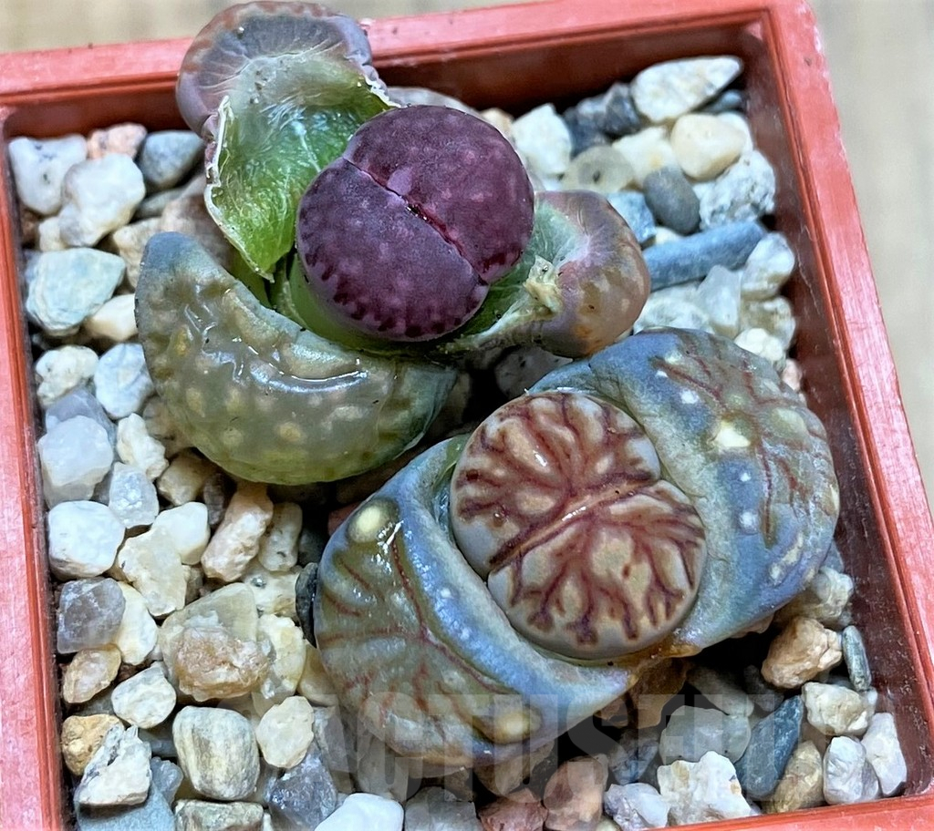 SH5379 Lithops julii 'Kikushogyoku', Lithops salicola ‘Sato’s Violet’ hybrid
