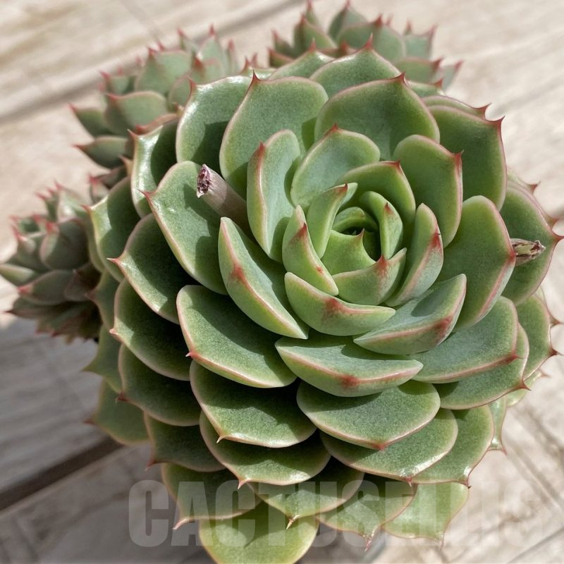 SH5336 Echeveria hybrid