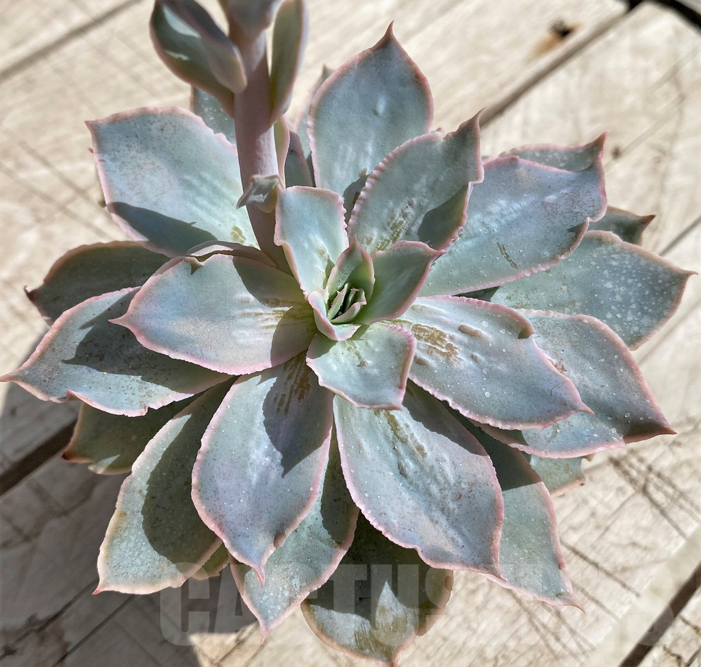 SH5343 Echeveria 'Nebula' - Image 2