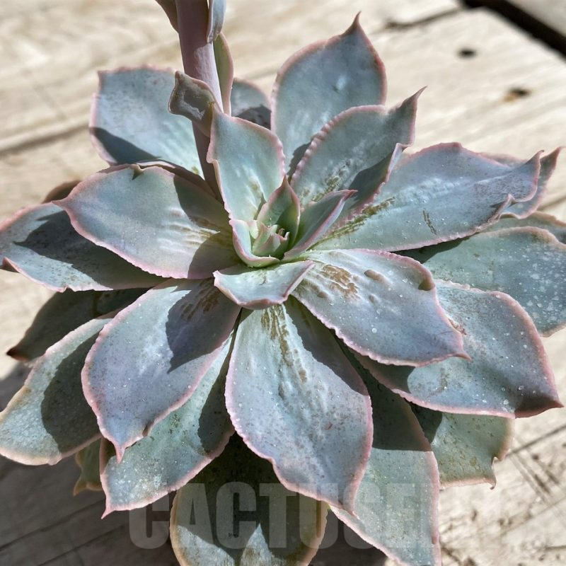 SH5343 Echeveria 'Nebula'