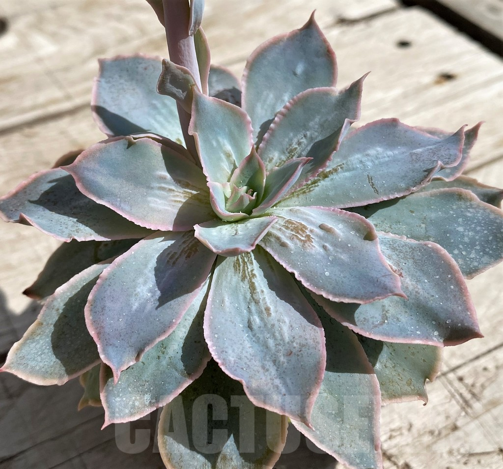 SH5343 Echeveria 'Nebula'