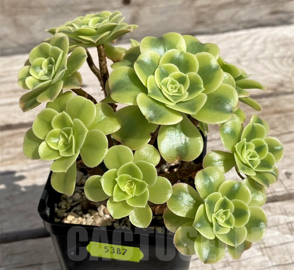 SH5387 Aeonium 'Golden Jade'