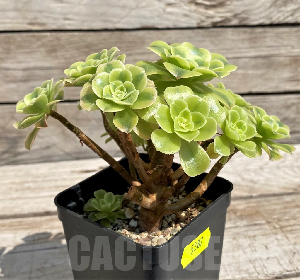 SH5387 Aeonium 'Golden Jade' - Image 2
