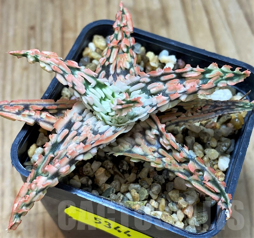 SH5344 Aloe TCT hybrid - Image 2