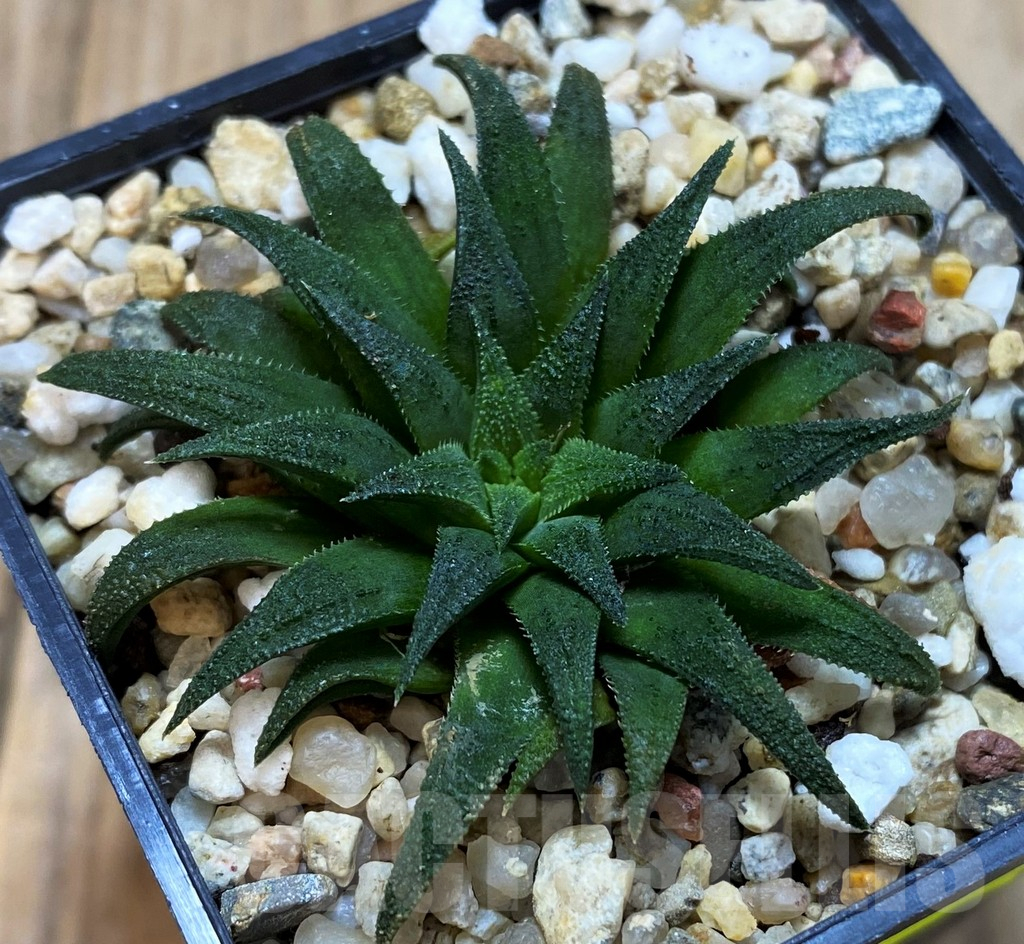 SH5351 Haworthia parxiana - Image 2