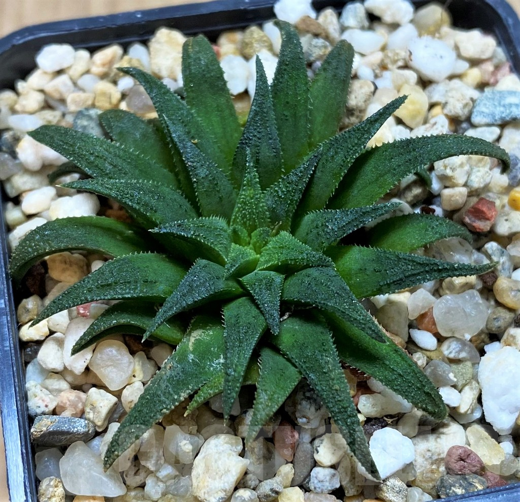 SH5351 Haworthia parxiana