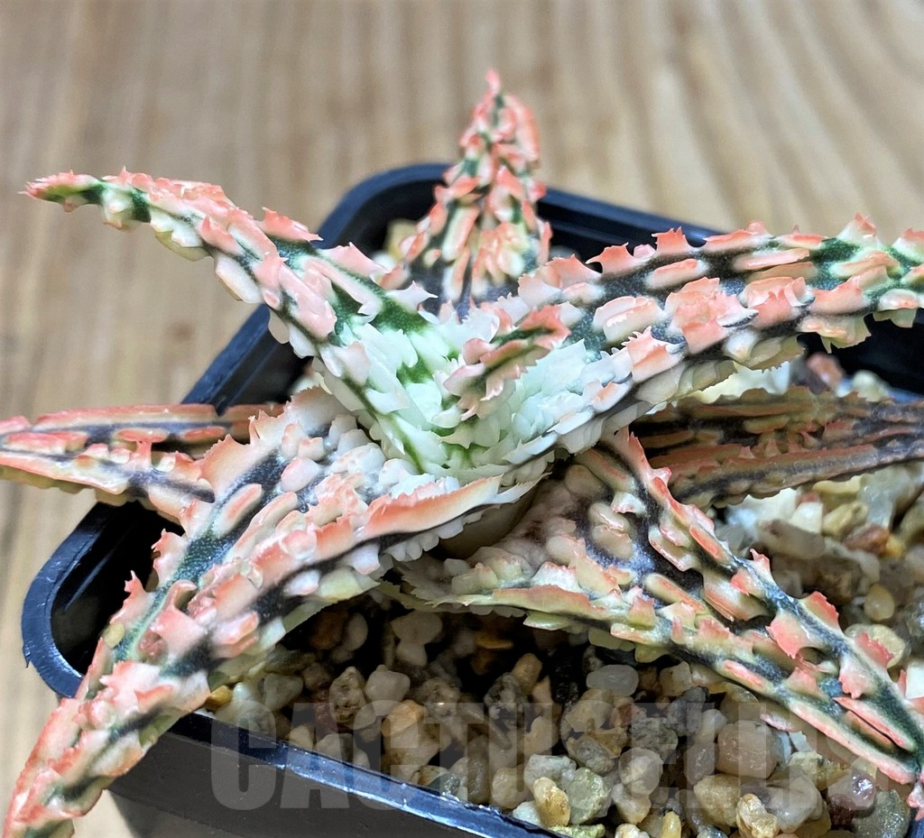 SH5344 Aloe TCT hybrid