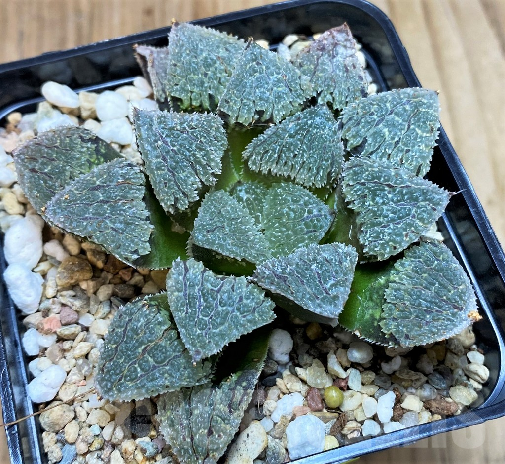 SH5362 Haworthia wimii 'Yoroi'