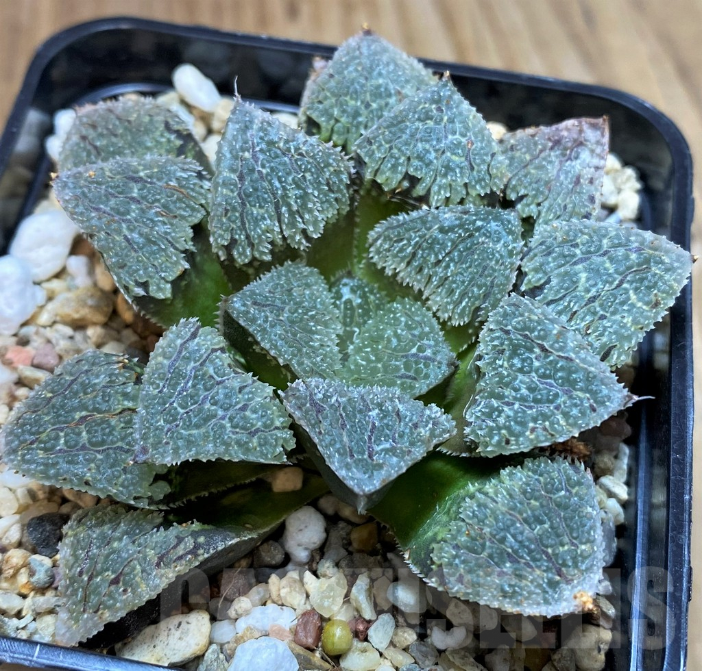 SH5362 Haworthia wimii 'Yoroi' - Image 2
