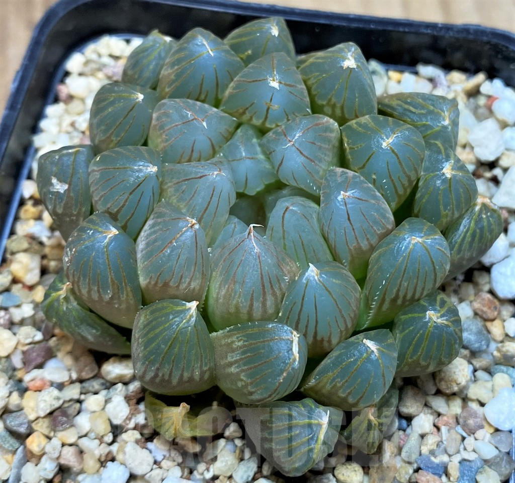 SH5363 Haworthia cooperi 'Black Skin'