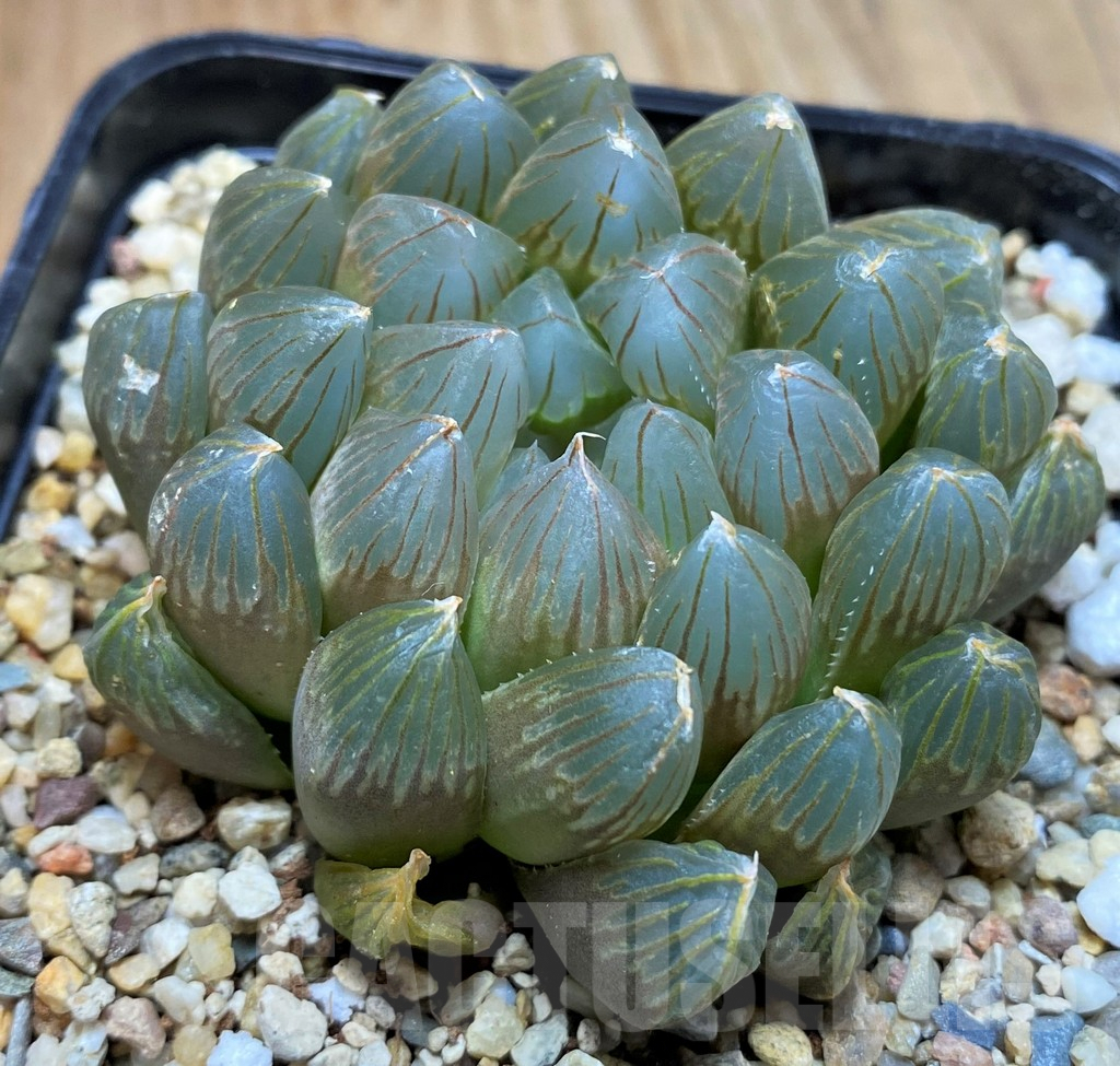 SH5363 Haworthia cooperi 'Black Skin' - Image 2