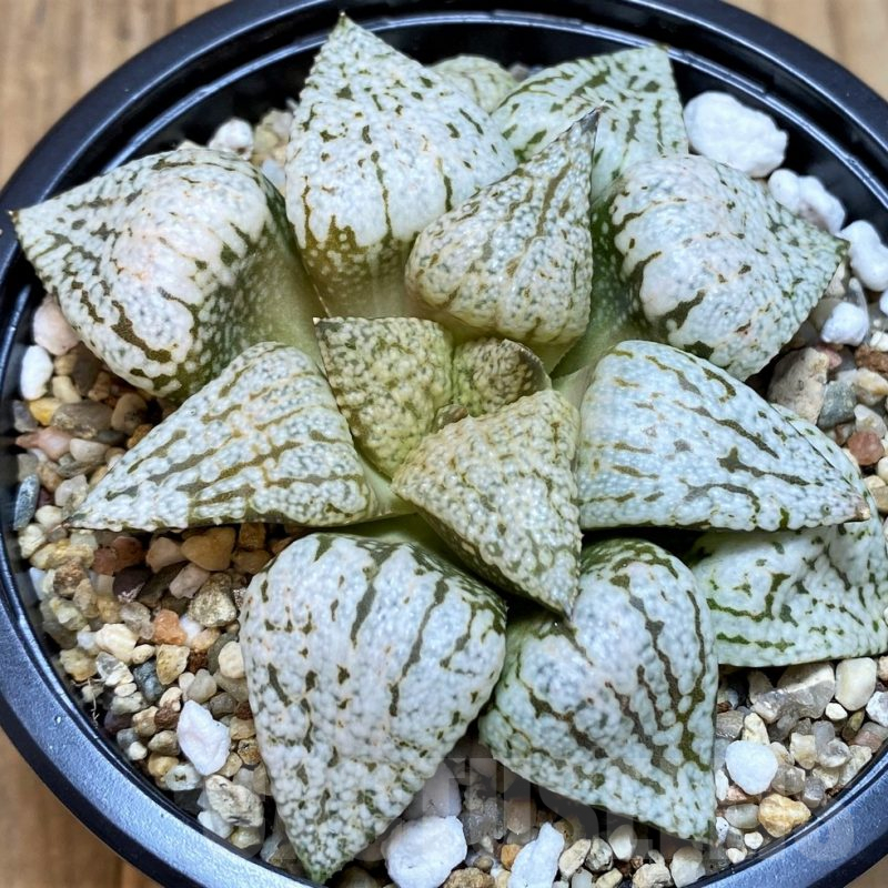SH5364 Haworthia picta 'White Magic'