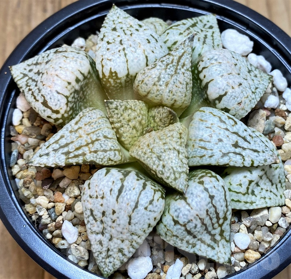SH5364 Haworthia picta 'White Magic'