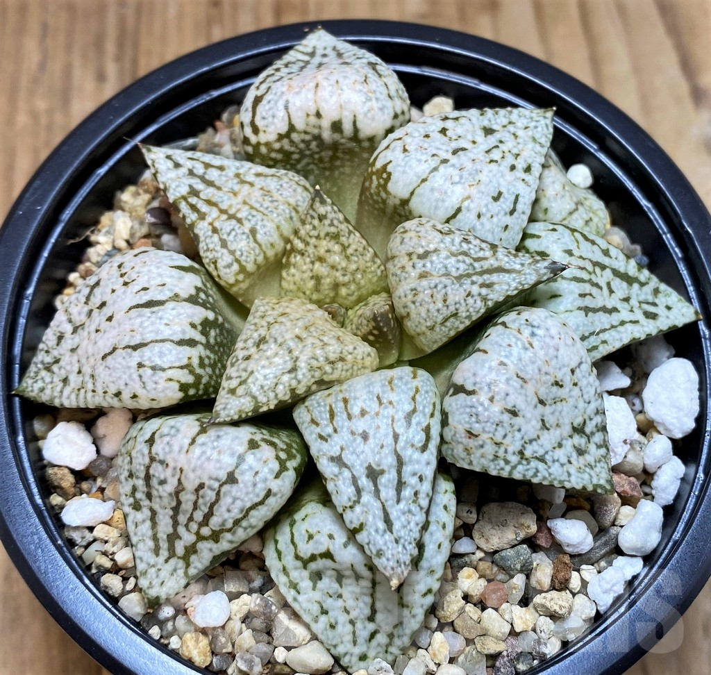SH5364 Haworthia picta 'White Magic' - Image 2