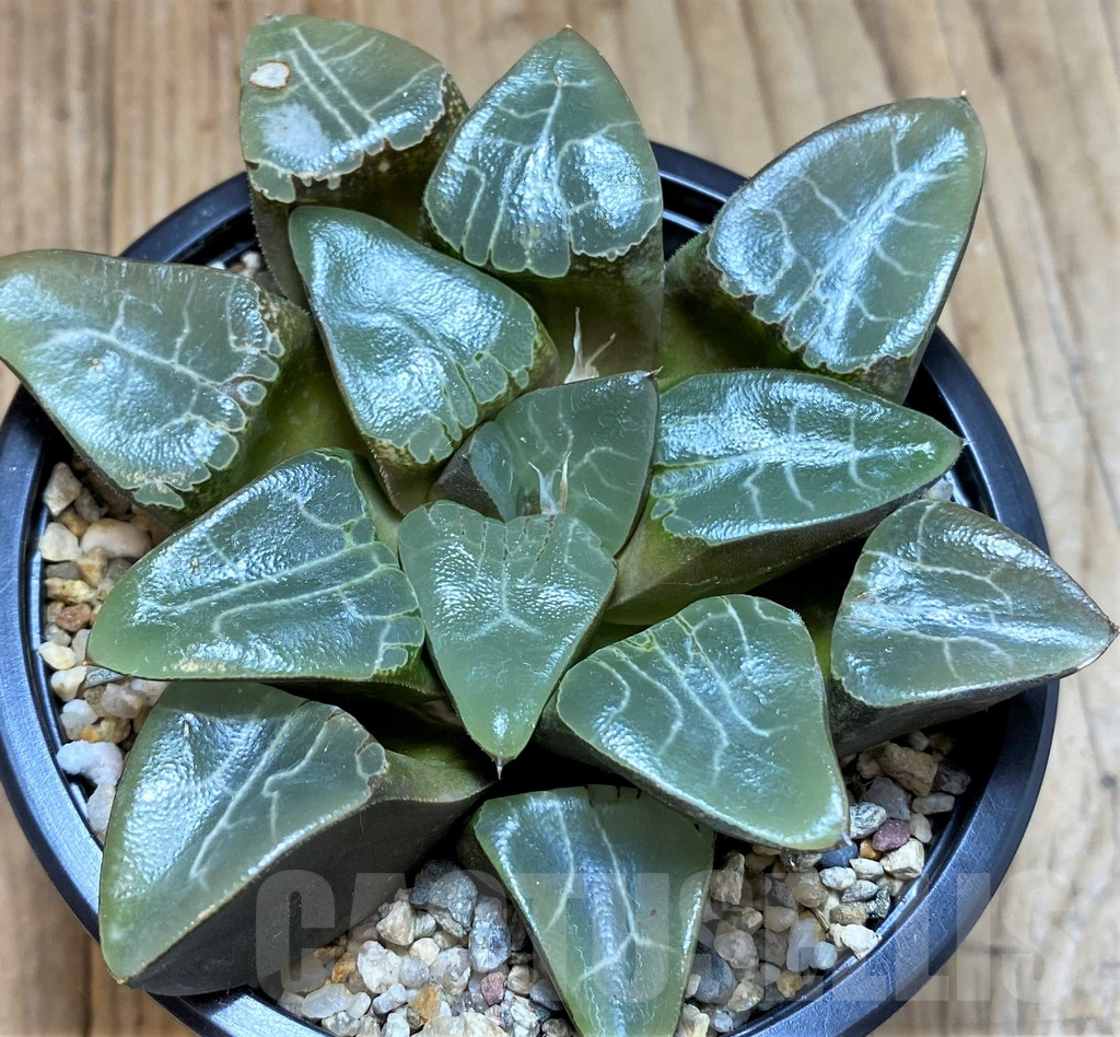SH5365 Haworthia 'Elegans' - immagine 2