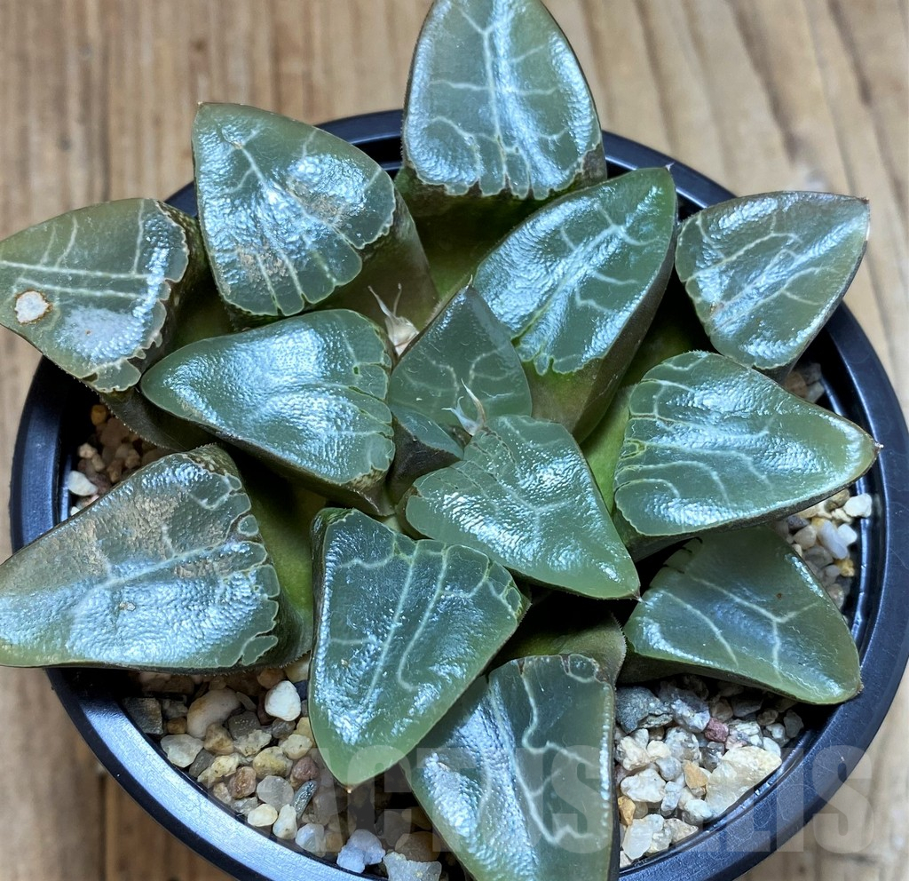 SH5365 Haworthia 'Elegans'