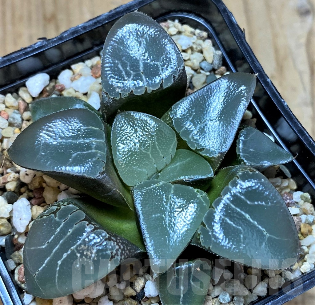 SH5367 Haworthia bayeri 'Beauty Moon Shadow' - Imagen 2