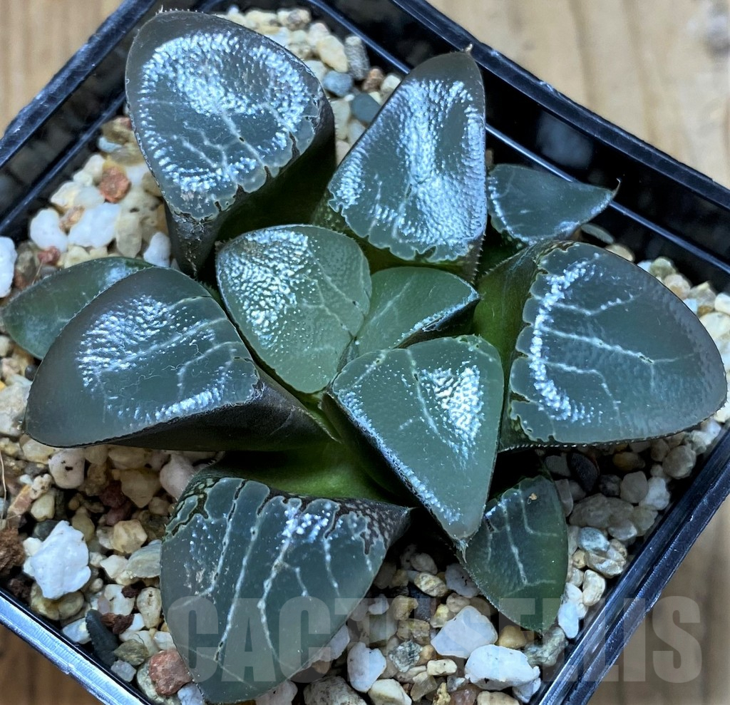 SH5367 Haworthia bayeri 'Beauty Moon Shadow'