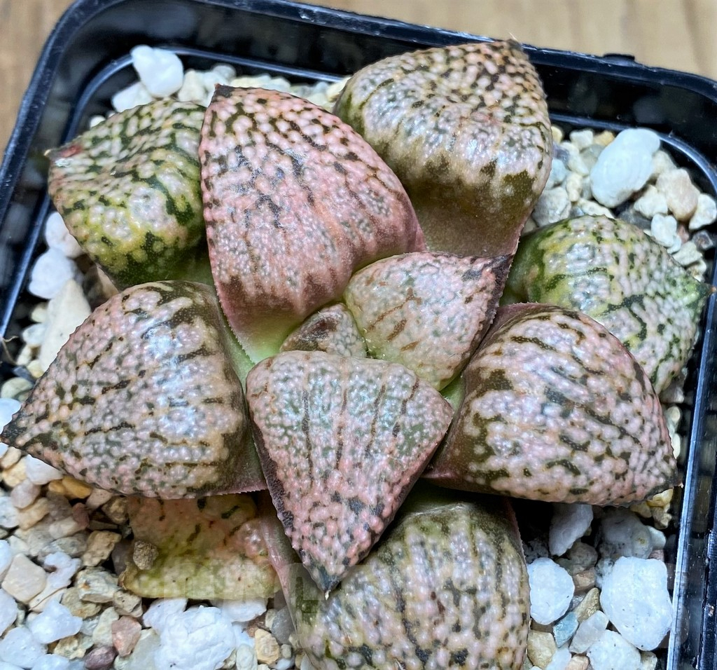 SH5368 Haworthia picta 'Red Peacock'